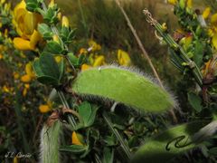 Cytisus scoparius insularis