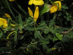 Cytisus scoparius insularis