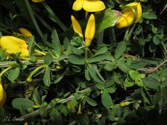 Cytisus scoparius insularis