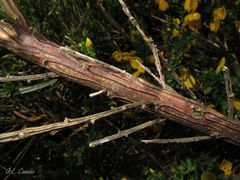 Cytisus scoparius insularis