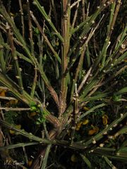Cytisus scoparius insularis