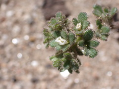 Phacelia affinis