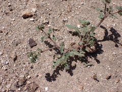 Phacelia affinis