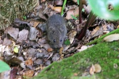 Microtus californicus