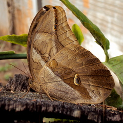 Eryphanis automedon