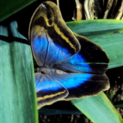 Eryphanis automedon