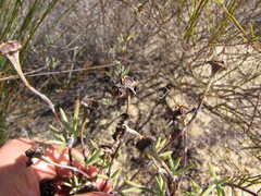 Lampranthus pakhuisensis