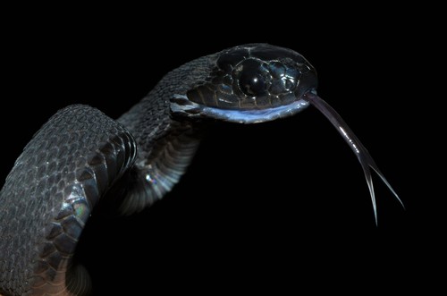 African Egg-eating Snake, Dasypeltis atra