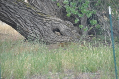 Otospermophilus beecheyi