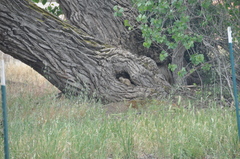 Otospermophilus beecheyi