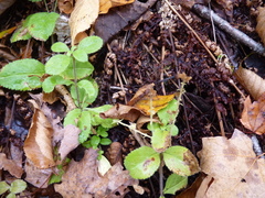 Phytomyza crassiseta