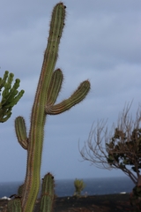 Cereeae