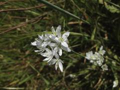 Allium trifoliatum