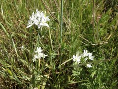 Allium trifoliatum
