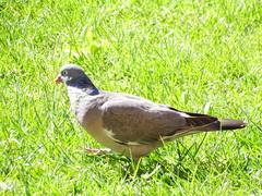 Columba palumbus