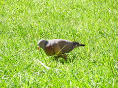 Columba palumbus