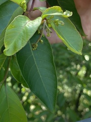 Lagerstroemia subcostata