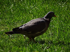 Columba palumbus