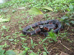 Erythrolamprus guentheri