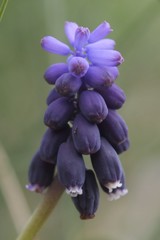 Muscari neglectum