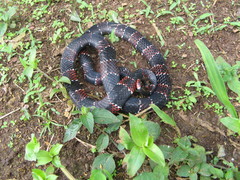 Erythrolamprus guentheri