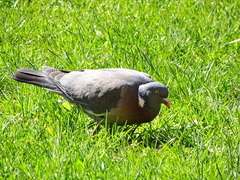 Columba palumbus