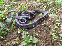 Erythrolamprus guentheri