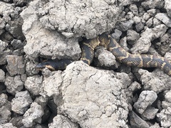 Nerodia fasciata × clarkii