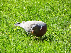 Columba palumbus