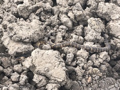 Nerodia fasciata × clarkii