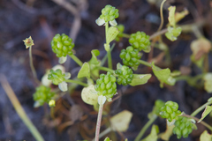 Ranunculus bonariensis trisepalus