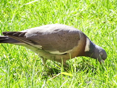 Columba palumbus