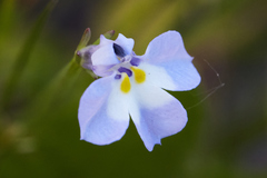 Downingia ornatissima