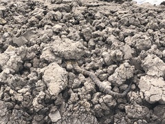 Nerodia fasciata × clarkii