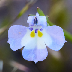 Downingia ornatissima