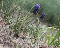 Muscari neglectum