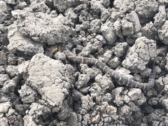 Nerodia fasciata × clarkii