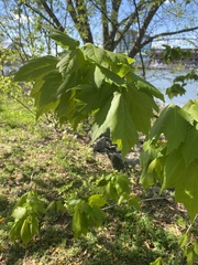 Acer rubrum
