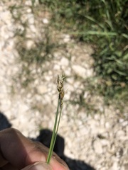 Carex divisa