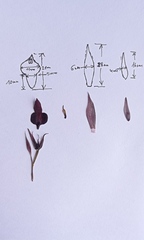 Serapias strictiflora