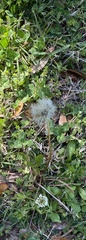 Taraxacum