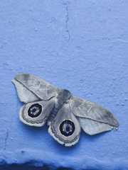 Leucanella contempta