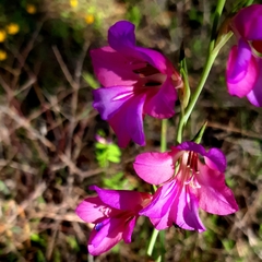 Gladiolus illyricus