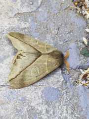 Leucanella contempta