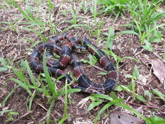 Erythrolamprus guentheri