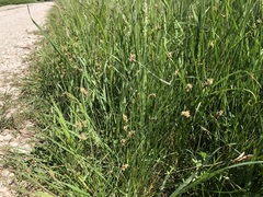 Carex divisa