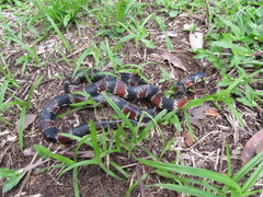 Erythrolamprus guentheri