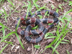 Erythrolamprus guentheri