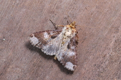 Condica imitata