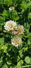 Trifolium repens